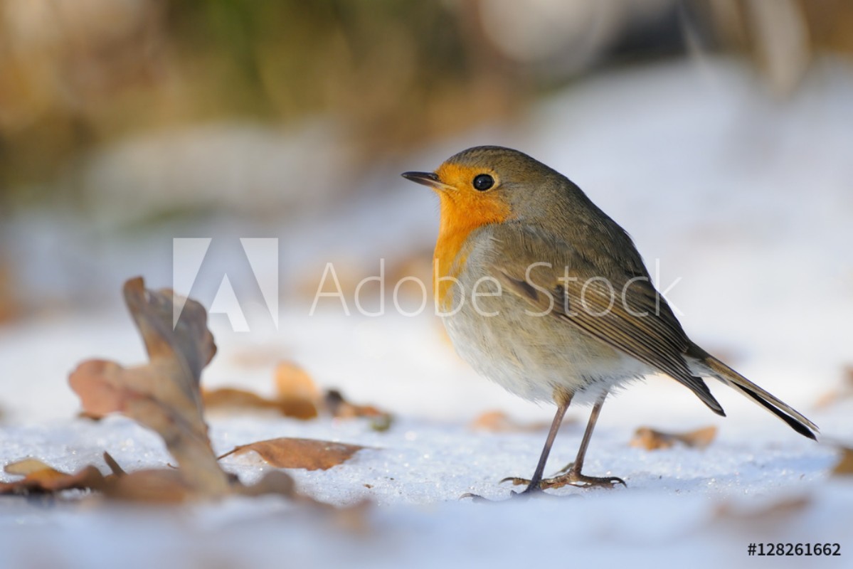 Afbeeldingen van Wintering Robin walking in the snow